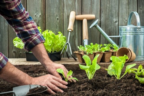 Gardener inspecting a lawn before mowing